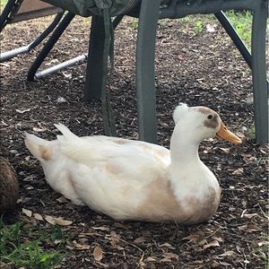 Meet your Posher, Noah